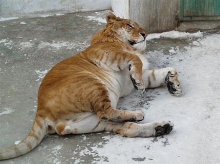 White+liger+cubs